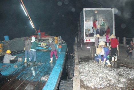 Vừa cập cảng, ngư dân Quảng Bình đã thu cả trăm triệu đồng ảnh 2