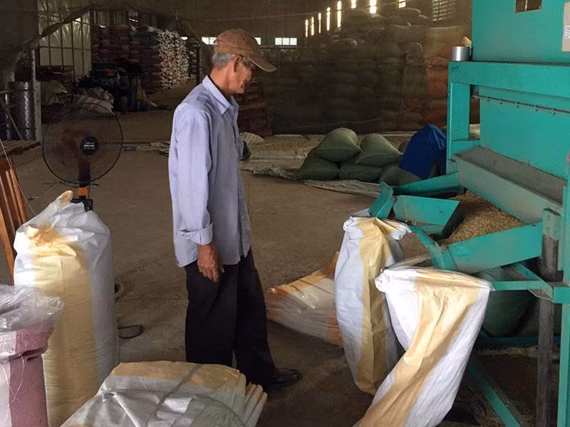 Sản xuất lúa giống hiện là nguồn thu duy nhất để Nông trường Sông Hậu trả lương cơ bản cán bộ công nhân viên duy trì hoạt động cầm chừng chờ chuyển đổi sang công ty TNHH một thành viên.