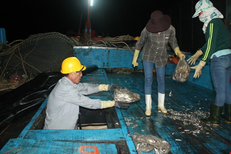 Vừa cập cảng, ngư dân Quảng Bình đã thu cả trăm triệu đồng ảnh 7