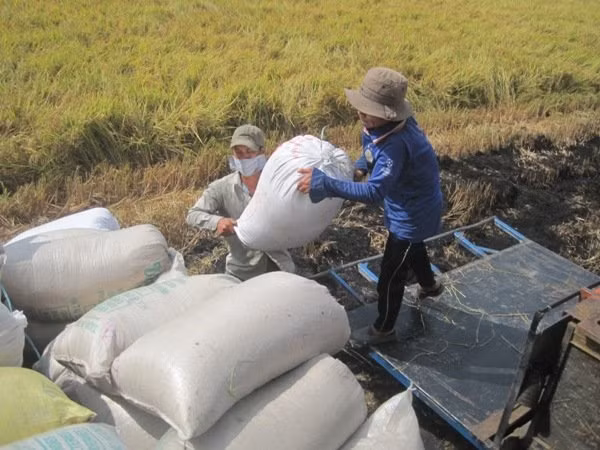 Hợp đồng xuất khẩu gạo đã ký đến cuối tháng 7-2015 đạt hơn 4,4 triệu tấn. Trong ảnh là nông dân Tiền Giang đang thu hoạch lúa.