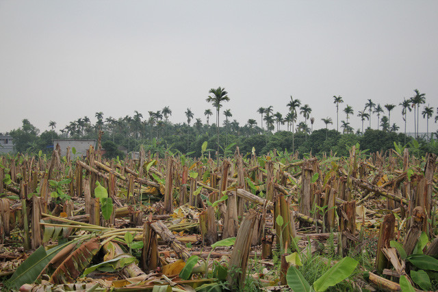 Vườn chuối khoảng 3.000 gốc bị chém nát trong đêm