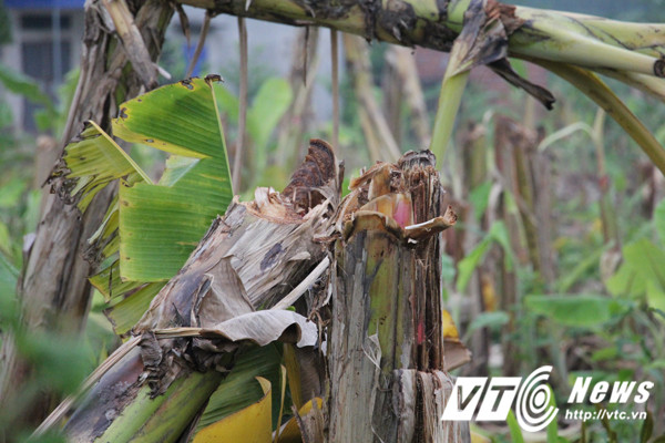 Cả vườn chuối đều bị chém ngang thân. Ảnh: Minh Khang - VTC