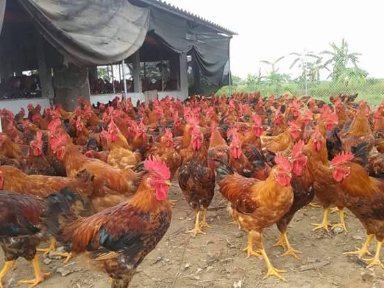 Tính về hiệu quả kinh tế trên diện tích, một khoảnh sân nhỏ hẹp như này nhờ nuôi gà lại có thu nhập tốt hơn những cánh đồng mẫu lớn, hay những trang trại tiền tỷ. Ảnh: Quốc Dũng