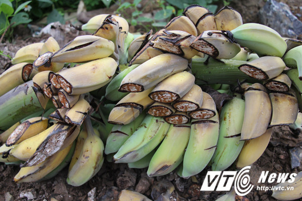 Những buồng chuối sắp cho thu hoạch bị chém tan nát. Ảnh: Minh Khang -VTC