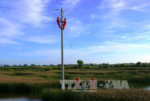 Công nhân Điện lực Cà Mau thực hiện cải tạo, sửa chữa lưới điện phục vụ nuôi tôm công nghiệp của người dân tại huyện Cái Nước. Ảnh: Huỳnh Thế Anh-TTXVN