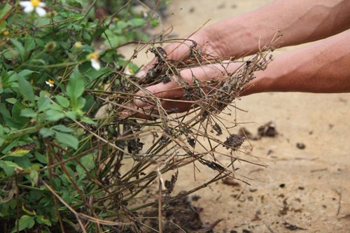 Bất an sau sự cố vỡ ống dẫn nước có chứa xút tại tổ hợp bau-xít ảnh 1 Bất an sau sự cố vỡ ống dẫn nước có chứa xút tại tổ hợp bau-xít ảnh 1