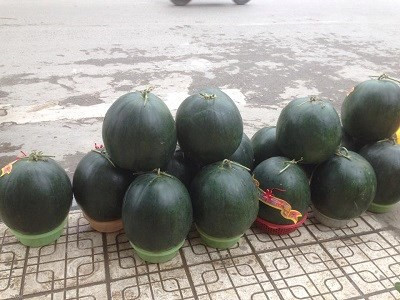 Dưa khổng lồ đổ bộ về Hà Nội ngày cận Tết ảnh 3