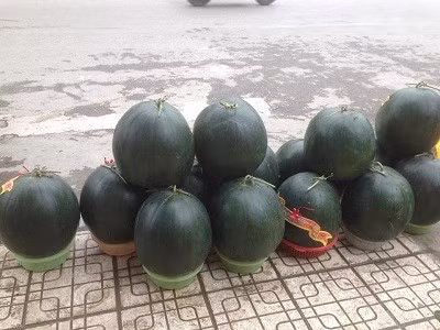 Dưa khổng lồ đổ bộ về Hà Nội ngày cận Tết ảnh 3