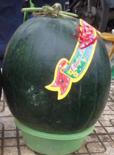 Chủ cửa hàng tranh thủ lúc vắng khách đi nhập hàng về