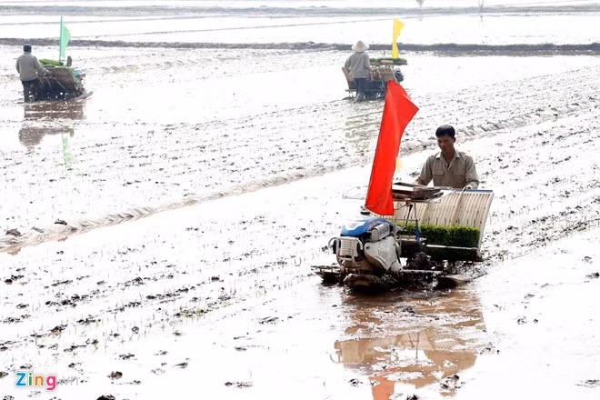 Sau khi khai mạc, người dân xã Nam Triều (huyện Phú Xuyên) bắt đầu gieo cấy vụ xuân.