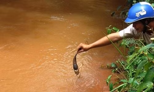 Cá chết ở khu vực suối nhiễm hoá chất