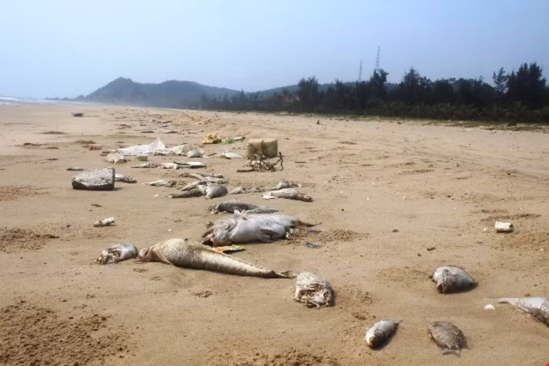 Dù sự cố thảm họa môi trường biển xảy ra đã lâu và Chính phủ cũng yêu cầu xử lý nghiêm những cá nhân, tổ chức liên quan thế những tỉnh Hà Tĩnh mới chỉ có một cá nhân tự nhận hình thức kỷ luật nhưng vẫn còn quá nhẹ