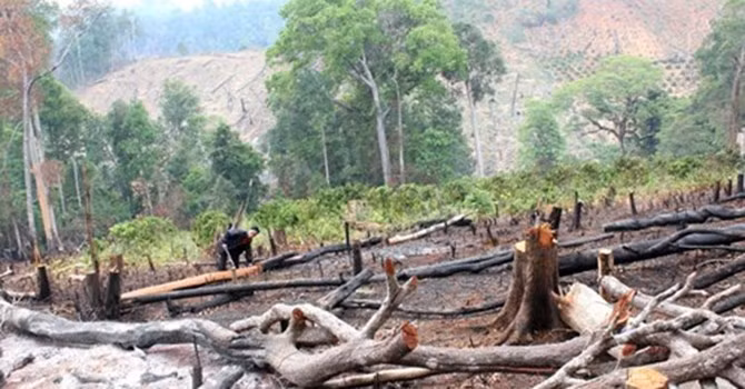 Rừng được DN thuê trong một dự án ở Đắk Nông bị chặt phá 