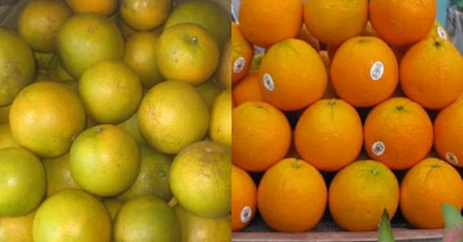 Phân biệt cam Trung Quốc với cam Vinh: Cam Vinh (trái) và cam Trung Quốc (phải)