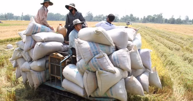 Thu hoạch lúa hè thu ở Giồng Riềng, Kiên Giang 