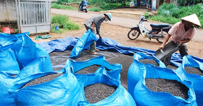Đề phòng thương lái Trung Quốc làm rối loạn thị trường hồ tiêu