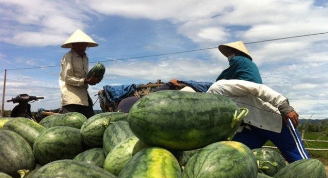 Gần 80% lượng dưa hấu đã được tiêu thụ
