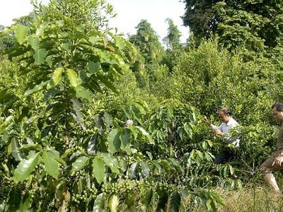 “Chưa đủ căn cứ phê duyệt quy hoạch phát triển mắc ca“