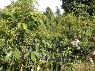 “Chưa đủ căn cứ phê duyệt quy hoạch phát triển mắc ca“