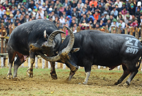 Hội chọi trâu vẫn diễn ra ở một số địa phương. Ảnh:Giang Huy