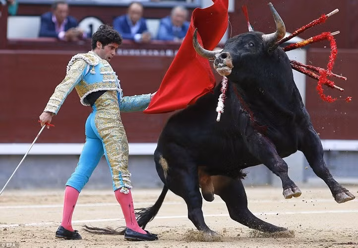 Đang truyền hình trực tiếp, đấu sỹ Tây Ban Nha bị bò tót húc chết (ảnh minh họa)