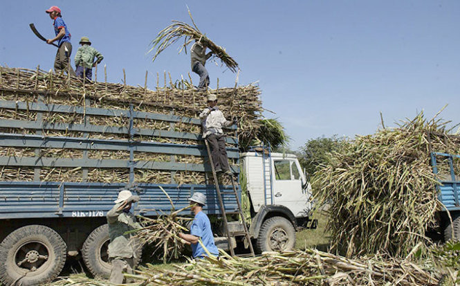 Thu hoạch mía tại Gia Lai