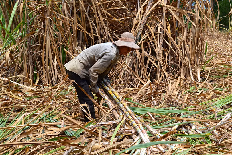 Mực nước trong các kênh rạch cao hơn sau khi được mở công lấy nước từ sông Đồng Nai đã giúp người trồng mía dề dàng hơn trong việc vận chuyển mía đi tiêu thụ