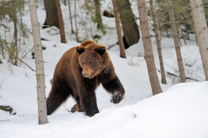 Động vật hoang dã trong rừng Taiga.