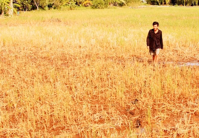 Lúa đã chết nhiều ở đồng bằng sông Cửu Long Ảnh: V.T.