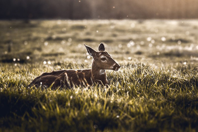 Câu chuyện nhiếp ảnh – Những điều đáng giá hơn ngàn con chữ ảnh 3