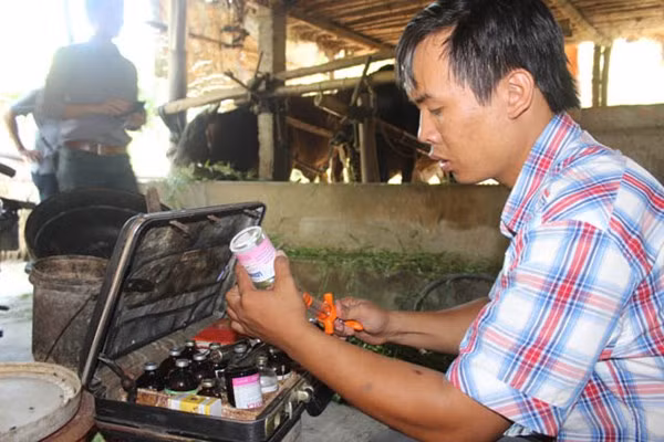 Khi trâu bò của người dân bị bệnh, theo hợp đồng bảo hiểm, anh Đại và các cán bộ thú y của HTX lập tức xuống thăm khám bảo đảm cho gia súc lành bệnh. Khi trâu bò của người dân bị bệnh, theo hợp đồng bảo hiểm, anh Đại và các cán bộ thú y của HTX lập tức xuống thăm khám bảo đảm cho gia súc lành bệnh.