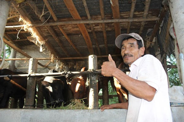 Ông Lắm ở thôn Bảo An Đông có 6 con bò. Tính sơ sơ ông có vài trăm triệu đồng lúc xuất bán. Ông Lắm ở thôn Bảo An Đông có 6 con bò. Tính sơ sơ ông có vài trăm triệu đồng lúc xuất bán.