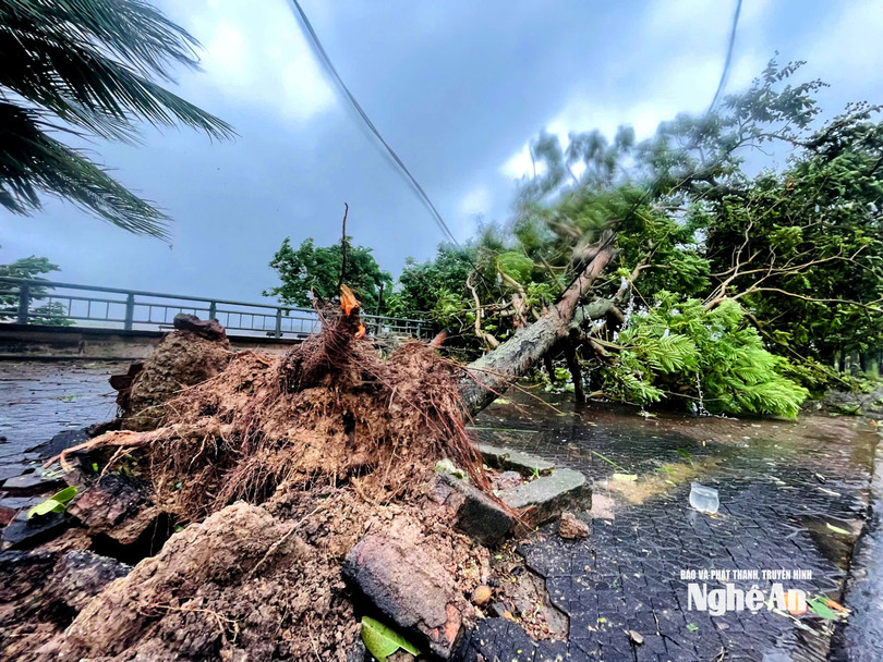 Cây xanh trên đường ven sông Lam, phường Trường Vinh bị bật gốc. Ảnh: Báo Nghệ An.