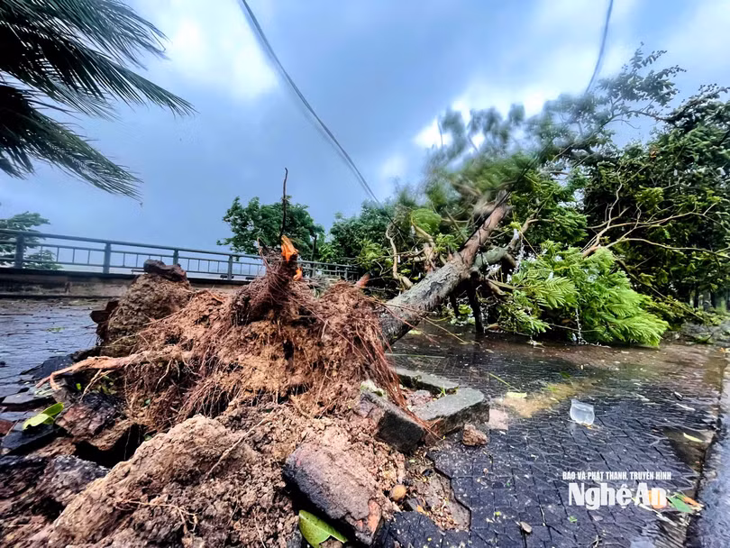 Cây xanh trên đường ven sông Lam, phường Trường Vinh bị bật gốc. Ảnh: Báo Nghệ An.