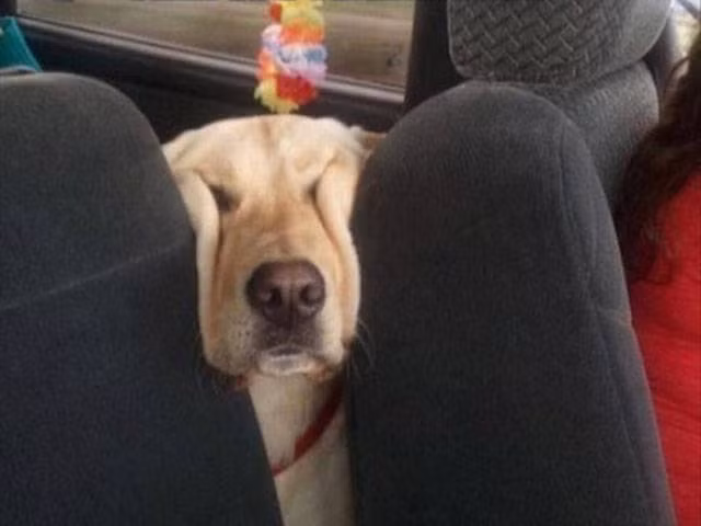 Cười ngất với 1001 tư thế ngủ khó đỡ của thú cưng ảnh 10