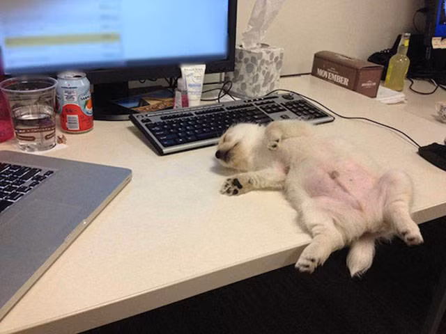 Cười ngất với 1001 tư thế ngủ khó đỡ của thú cưng ảnh 6