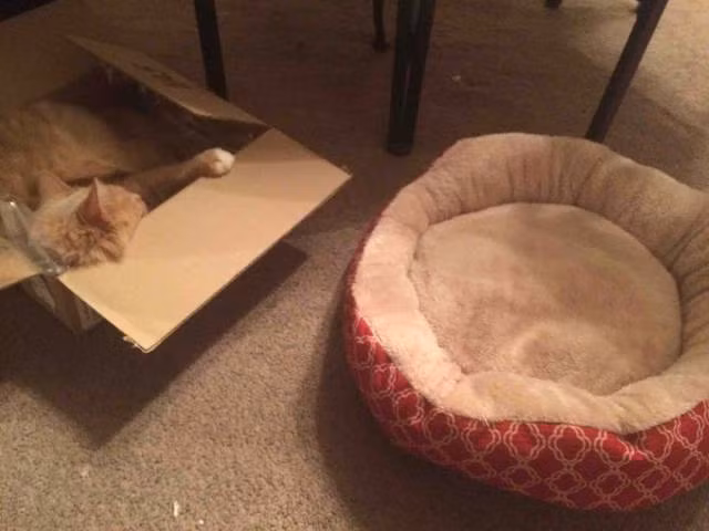 Cười ngất với 1001 tư thế ngủ khó đỡ của thú cưng ảnh 14