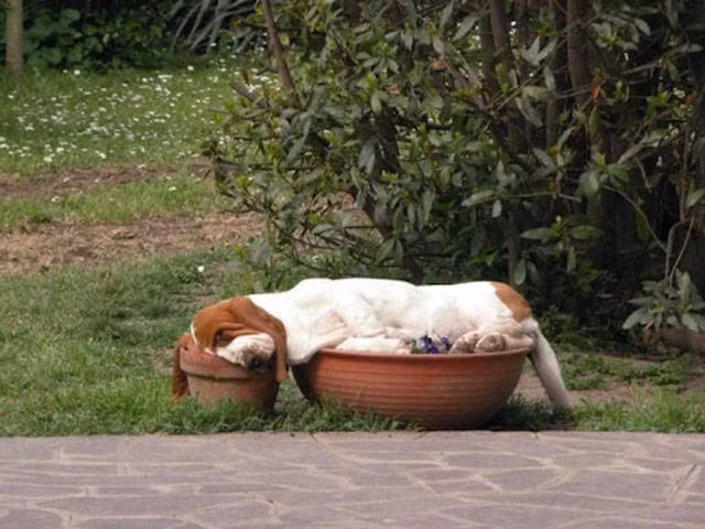 Cười ngất với 1001 tư thế ngủ khó đỡ của thú cưng ảnh 11