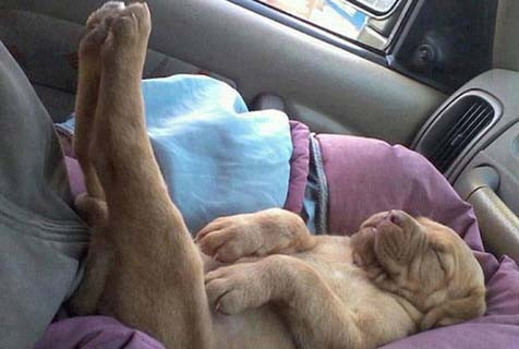 Cười ngất với 1001 tư thế ngủ khó đỡ của thú cưng ảnh 15
