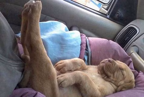 Cười ngất với 1001 tư thế ngủ khó đỡ của thú cưng ảnh 15