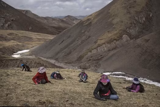 Phóng viên ảnh của Getty Kevin Frayer đã dành thời gian tiếp xúc và ghi lại cuộc sống của người dân cao nguyên Tây Tạng, phía tây bắc Trung Quốc. Anh Frayer ấn tượng trước cảnh người dân nơi đây đổ xô săn tìm đông trùng hạ thảo trên những dãy núi cao tới 4.500 m và khó tiếp cận.