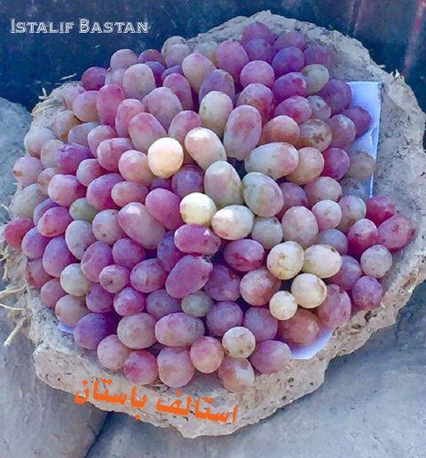 Những quả nho được bảo quản tươi ngon trong Gangina (Ảnh: OC) Những quả nho được bảo quản tươi ngon trong Gangina (Ảnh: OC)