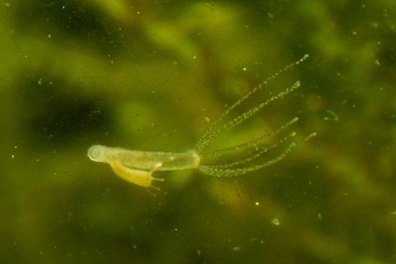 Nhưng con Hydra vulgaris (Ảnh: Science Alert)