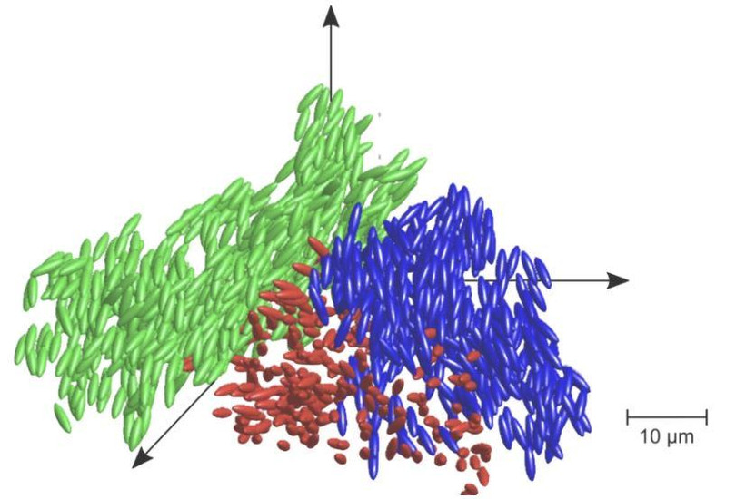 Một sơ đồ cho thấy vị trí và hướng của các hạt hình elip ở trạng thái thủy tinh lỏng (Ảnh: New Atlas)