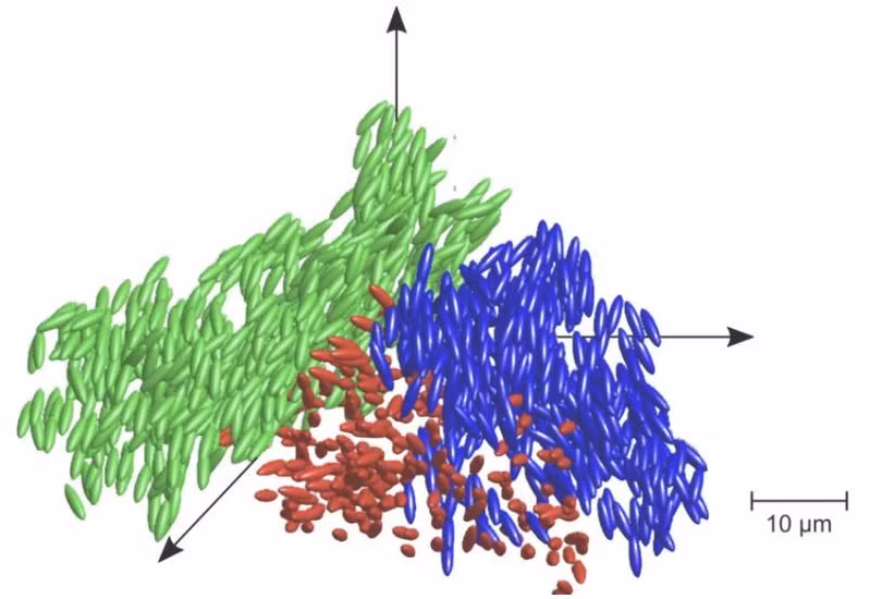 Một sơ đồ cho thấy vị trí và hướng của các hạt hình elip ở trạng thái thủy tinh lỏng (Ảnh: New Atlas)