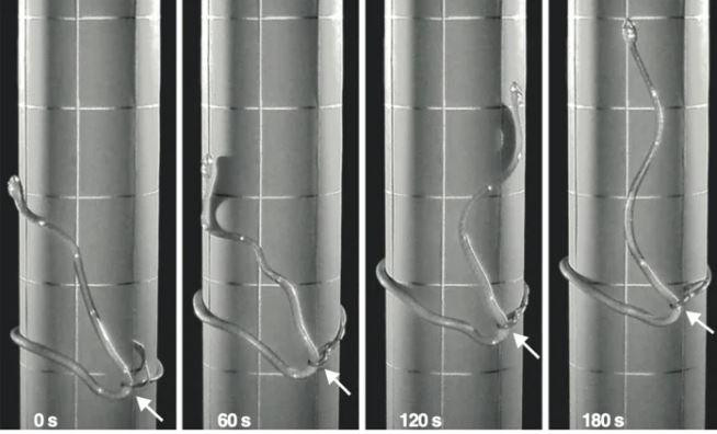 Cách thức di chuyển mới giúp loài rắn có thể leo trèo ở những địa hình khó (Ảnh: Science Alert) Cách thức di chuyển mới giúp loài rắn có thể leo trèo ở những địa hình khó (Ảnh: Science Alert)