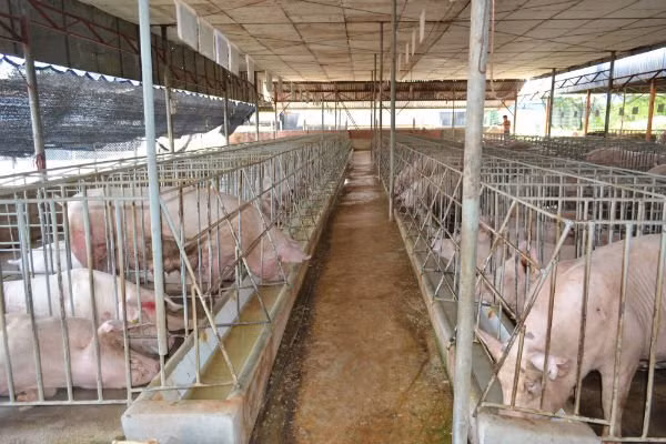 Heo được nuôi ở một trang trại ở Đồng Nai.