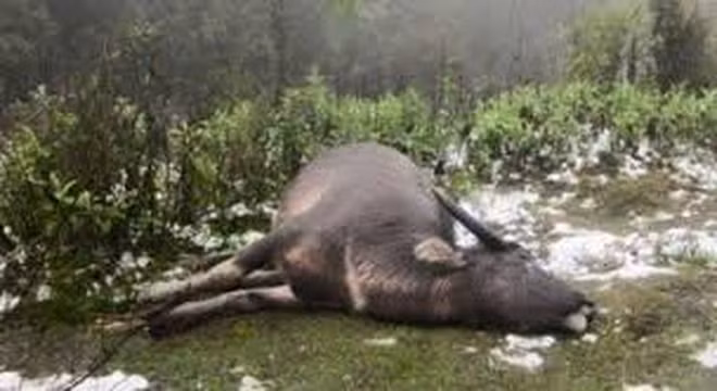 Các ngân hàng sẽ hỗ trợ người dân có trâu, bò bị chết rét