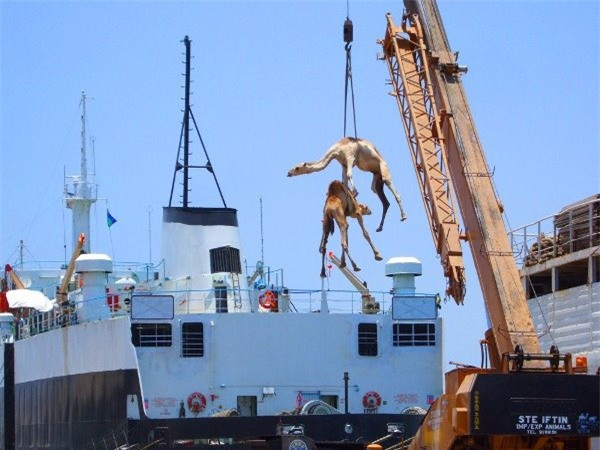 Theo thống kê, mỗi ngày có tới 100 con lạc đà được bán ở Ả Rập. Thị trường lạc đà lớn nhất lchính là thủ đô Riyadh.