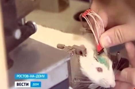 Các nhà khoa học gắn vi mạch trên đầu loài chuột trông như cái mũ (Nguồn: Daily Mail)
